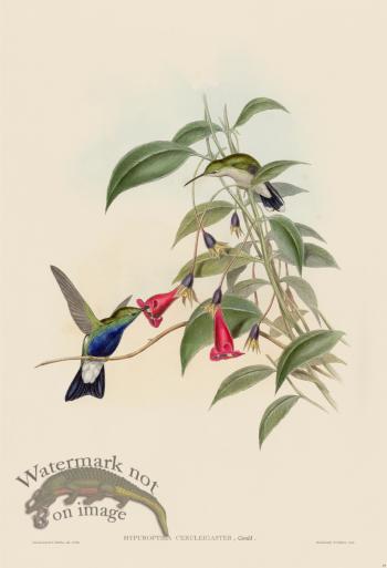 Gould Hummingbird 091